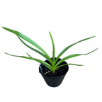 Vanda tricolor *perfumeada