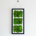 Modele de Tablouri cu licheni stabilizati, livrare rapida, pret atractiv