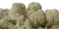 Moss natural, licheni stabilizati de interior gri, de vanzare