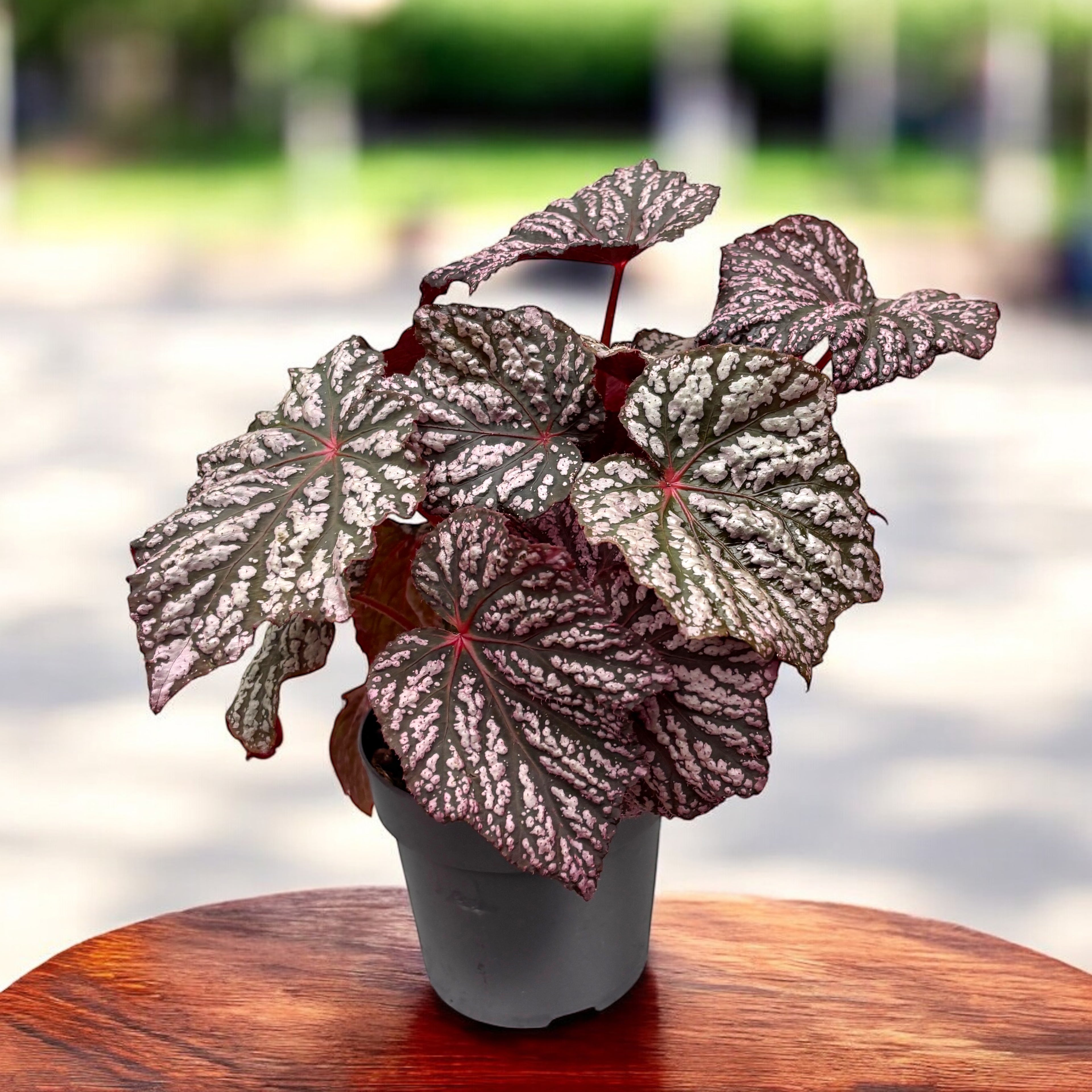 Begonia ‘Little Moon’ - begonie compacta cu frunzis argintiu-lucios