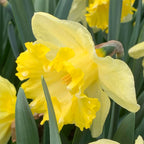 Narcise spectaculoase parfumate - Narcissus 'Snowtip'