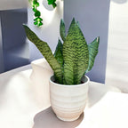 Sansevieria Trifasciata Zeylanica ‘Compacta’ 2pp