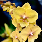 Phalaenopsis Manta Palau big lip