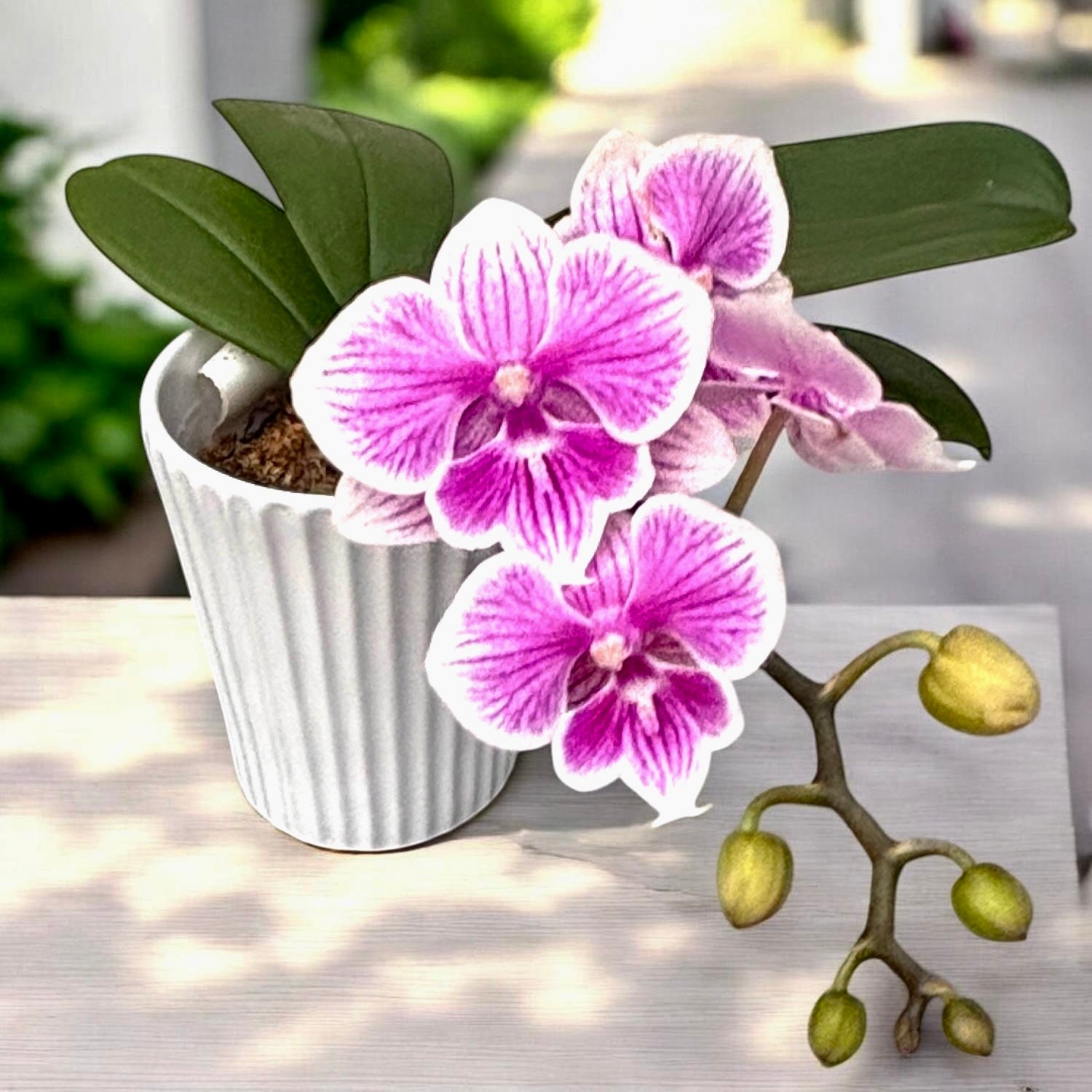 Phalaenopsis Ching Ann Vichris Dress (Big Lip)