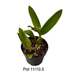 Myrmecophila tibicinis (Schomburgkia tibicinis)