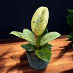 Ficus elastica 'Shivereana' ('Moonshine', 'Variegata') - stralucire unica si variegatie spectaculoasa