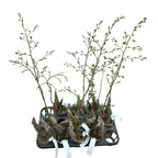 Graphorkis concolor var. alphabetica - fragrant flowers