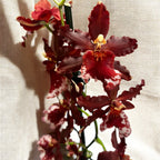 Vuylstekeara Senorita Roja