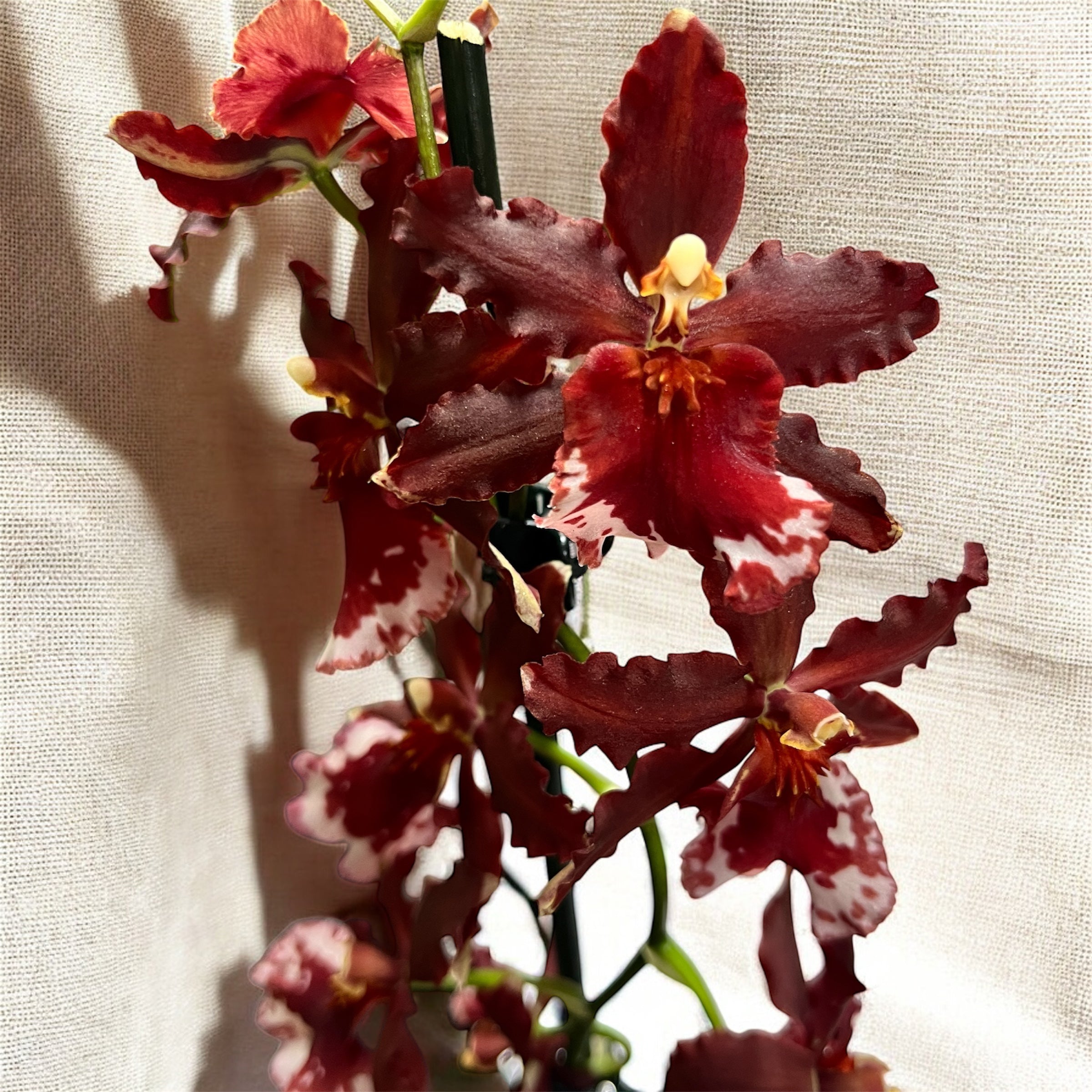 Vuylstekeara Senorita Roja
