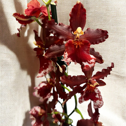 Vuylstekeara Senorita Roja