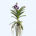 Vanda Tayanee Blue (Ansu)
