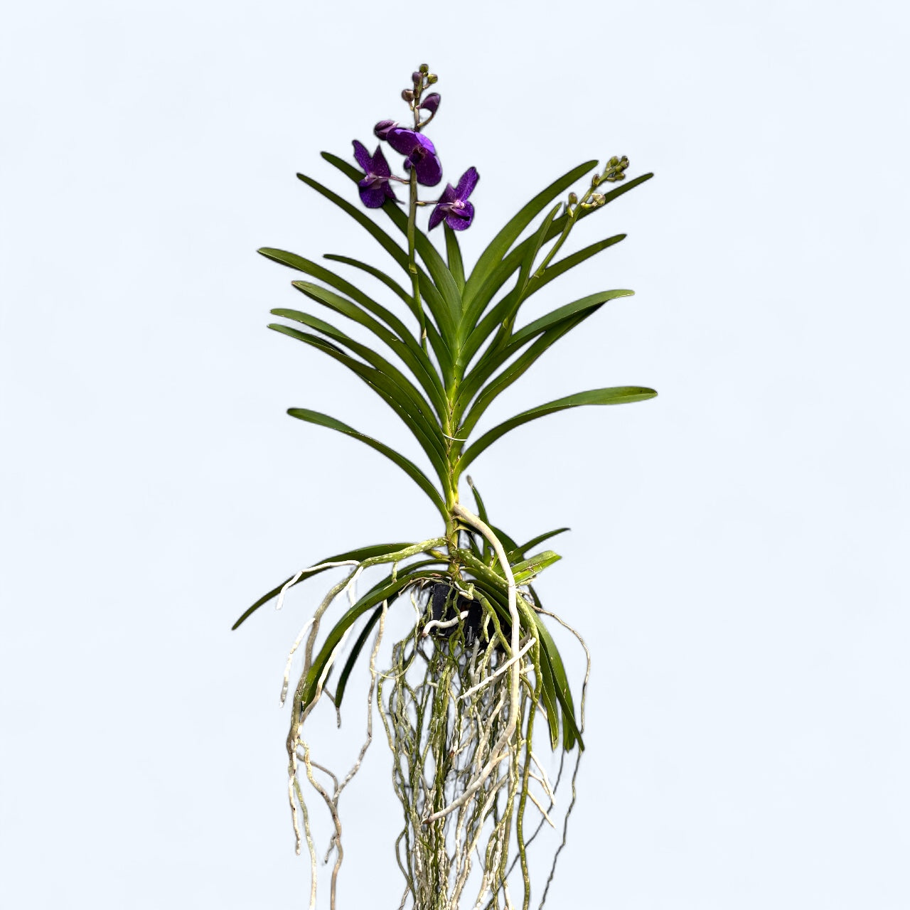 Vanda Tayanee Blue (Ansu)