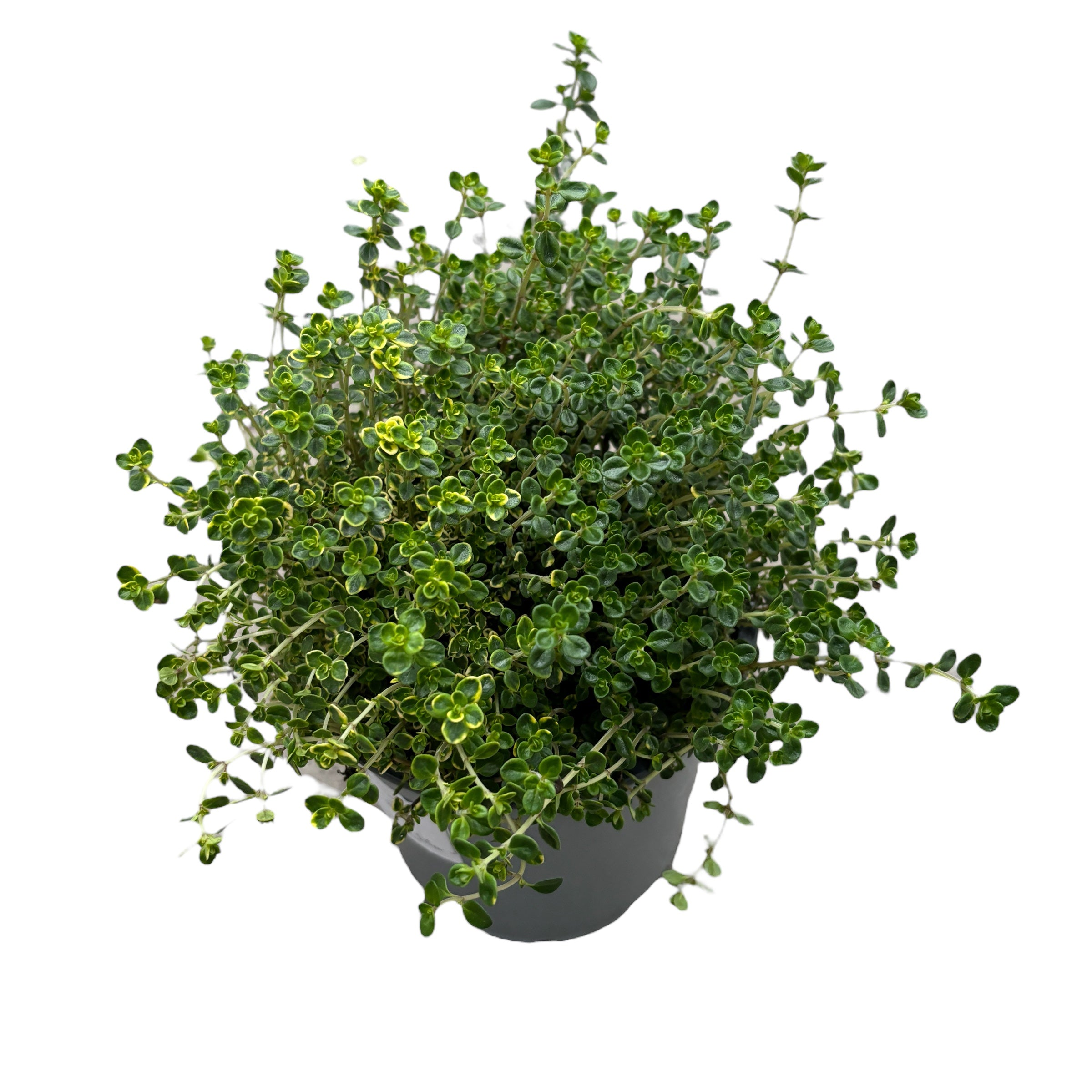 Cimbrisor lamaios - Thymus citriodorus