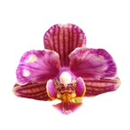 Phalaenopsis Miki Mouse (pelorikus)