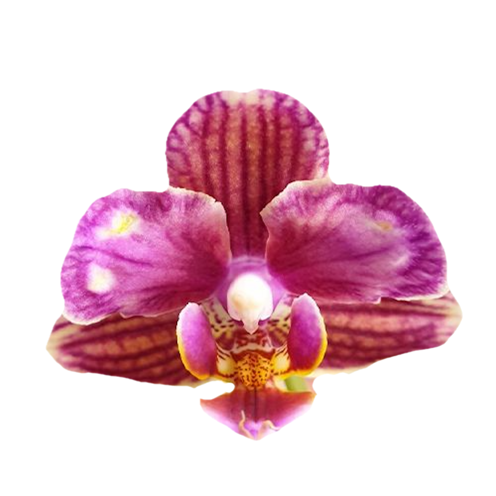 Phalaenopsis Miki Mouse (peloric)