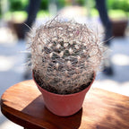 Neoporteria nidus f. senilis