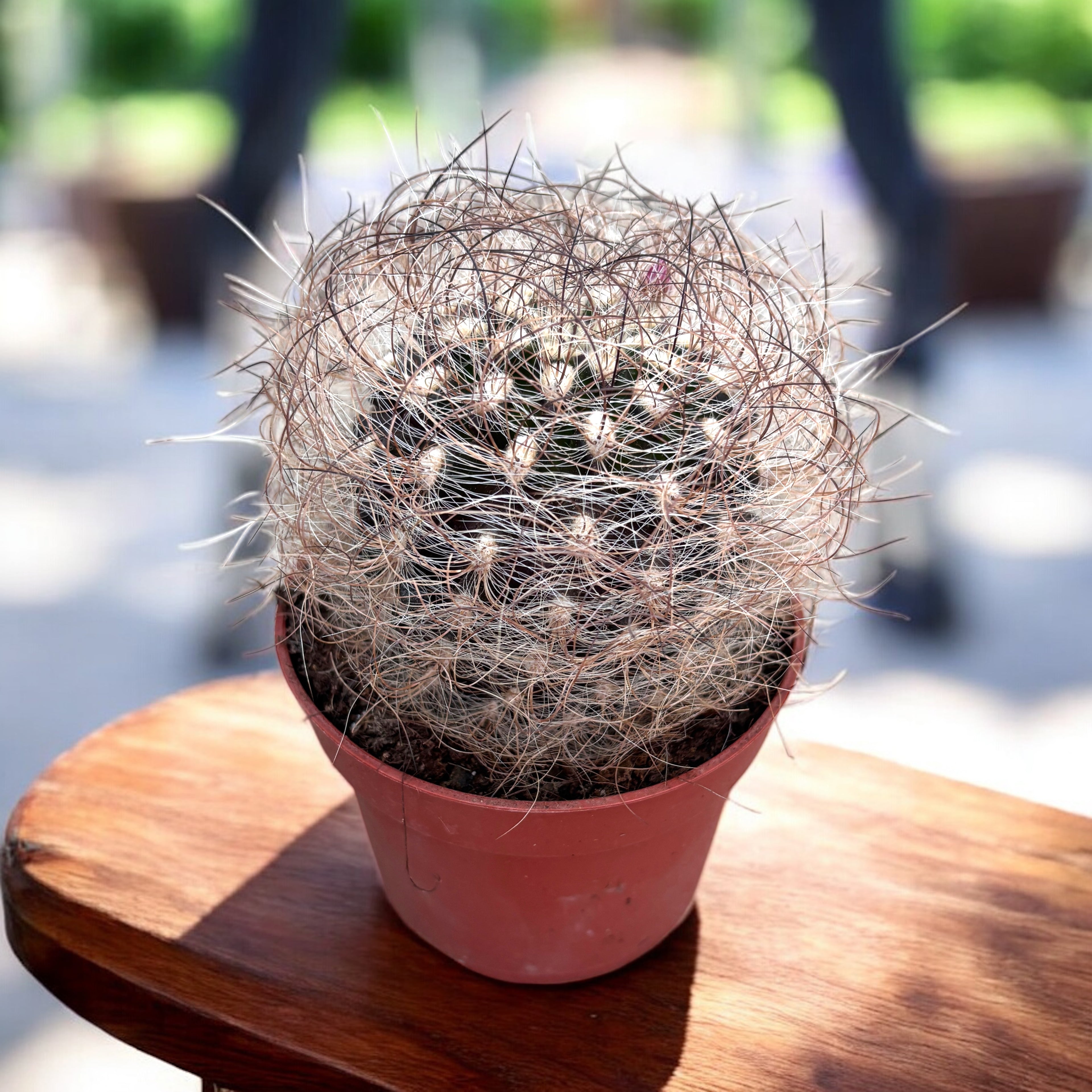 Neoporteria nidus f. senilis