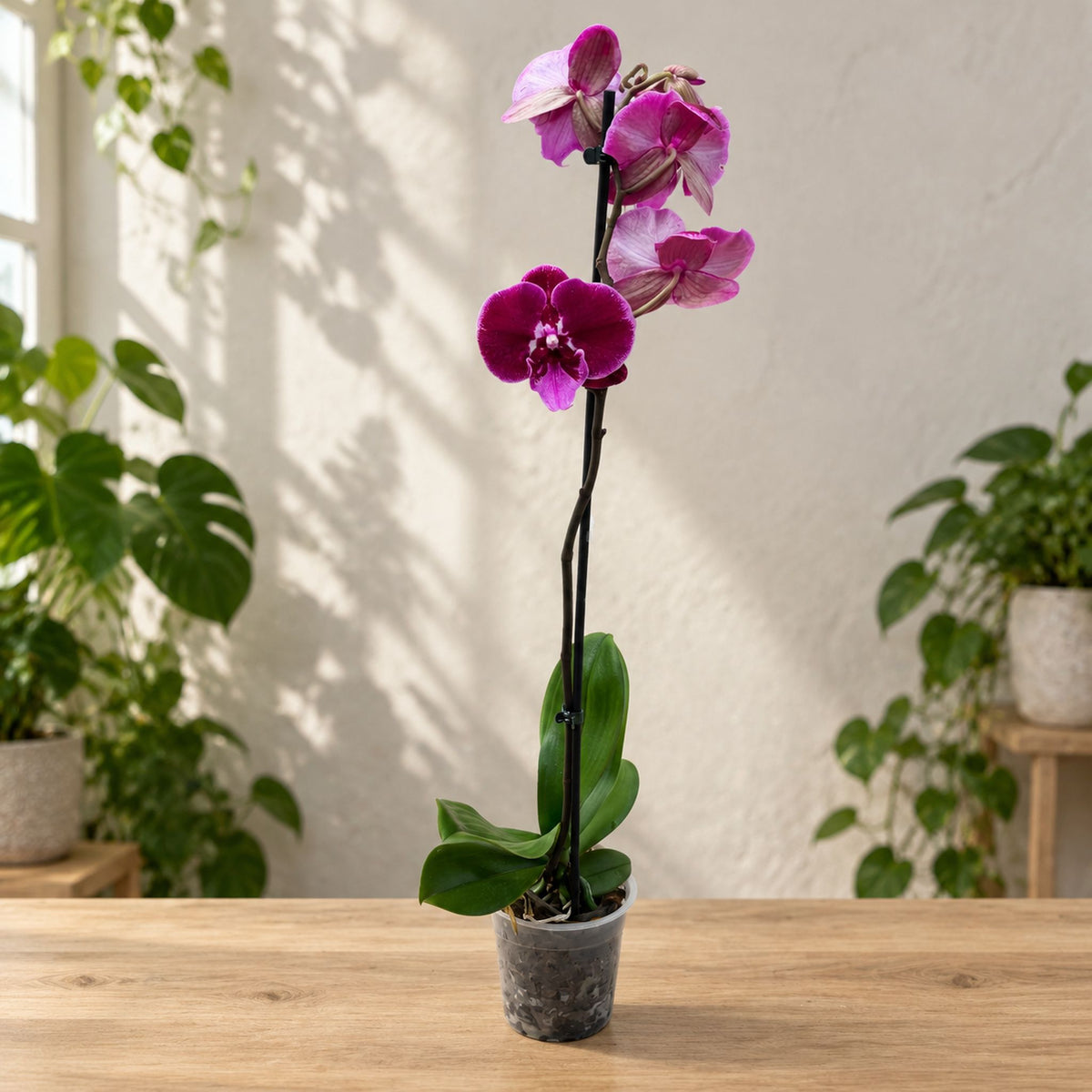 Phalaenopsis Balbina big lip