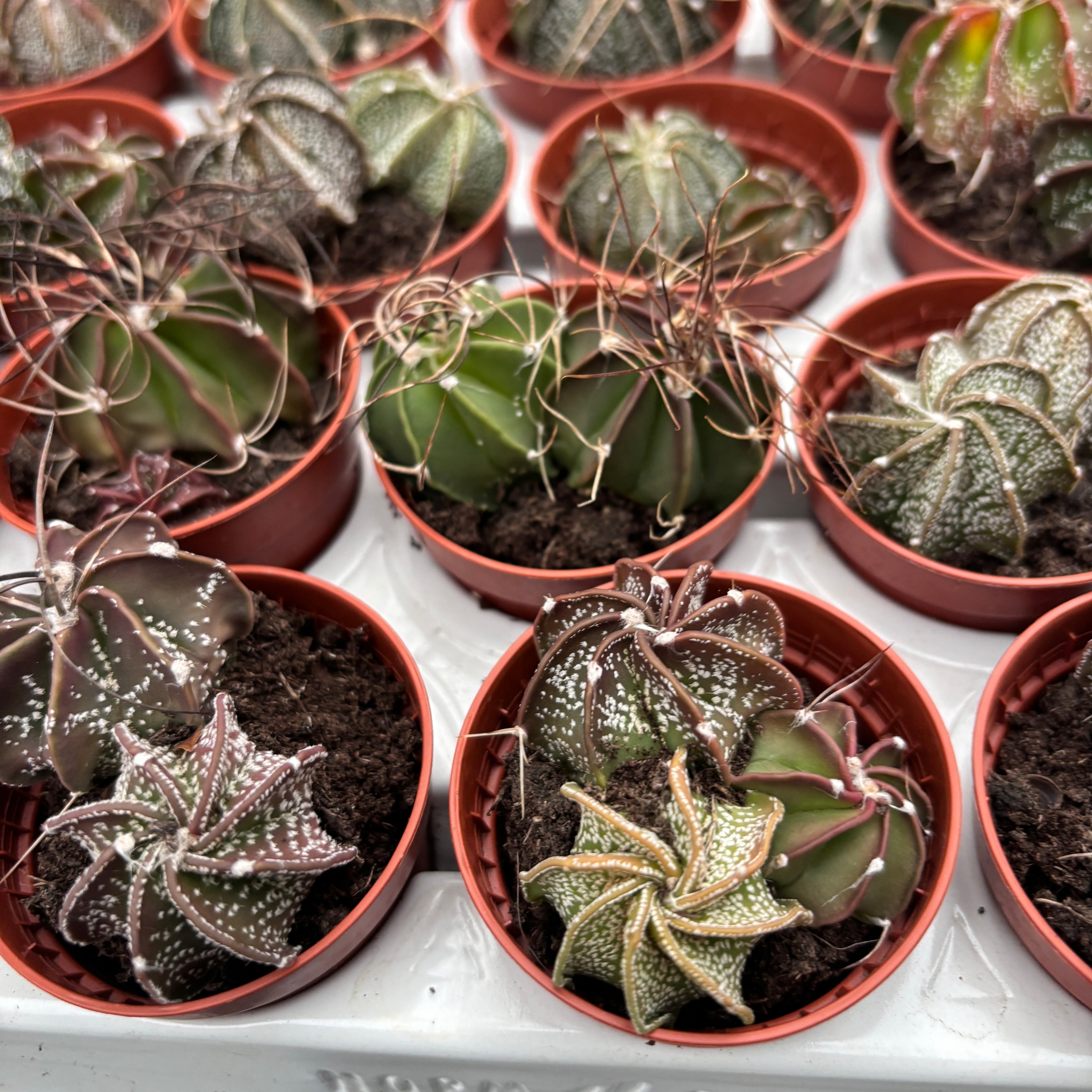 Astrophytum capricorne - cactus rar cu spini rasuciti si flori galbene spectaculoase
