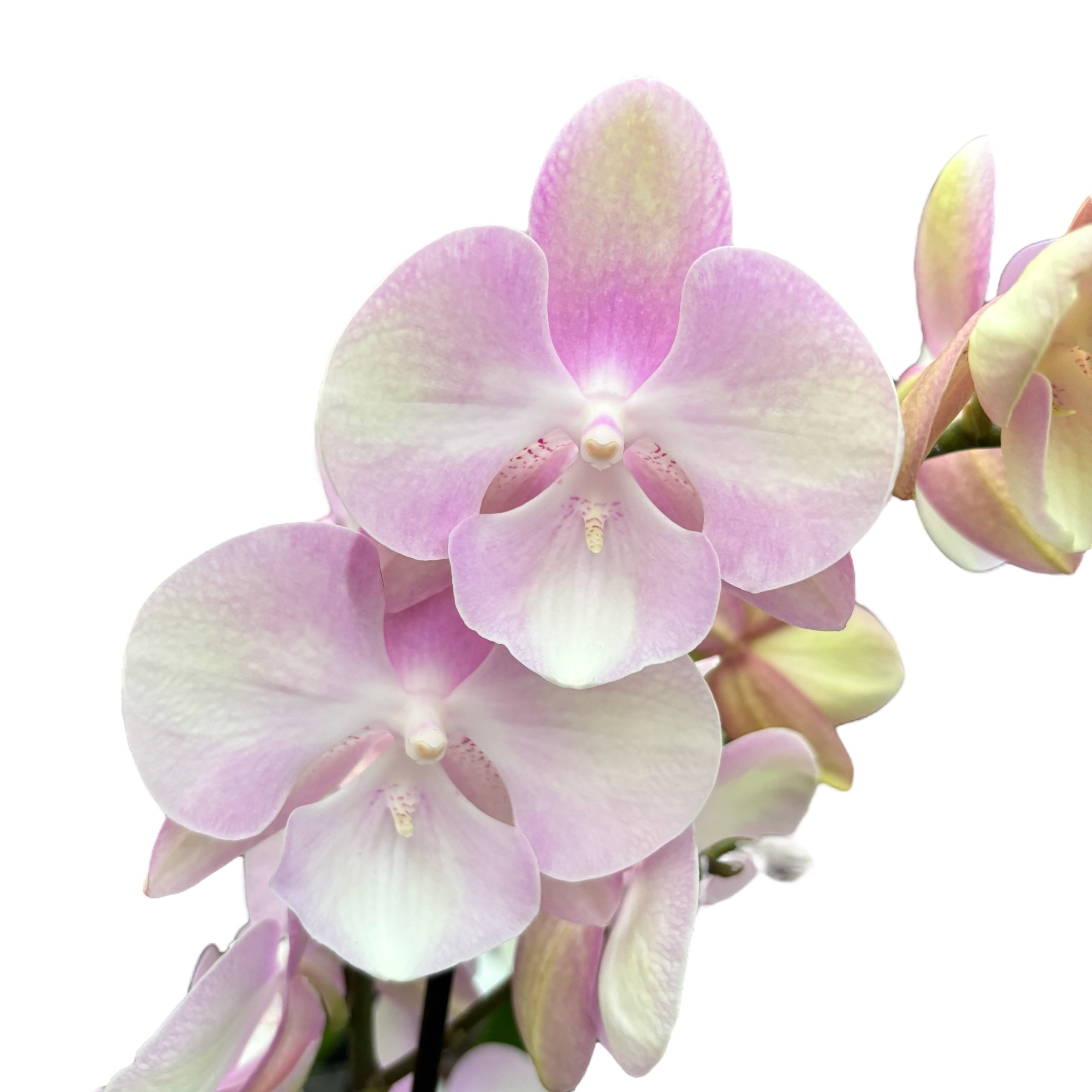 Phalaenopsis Venetiaanse Carnavals (Regenboog) grote lip – Secret