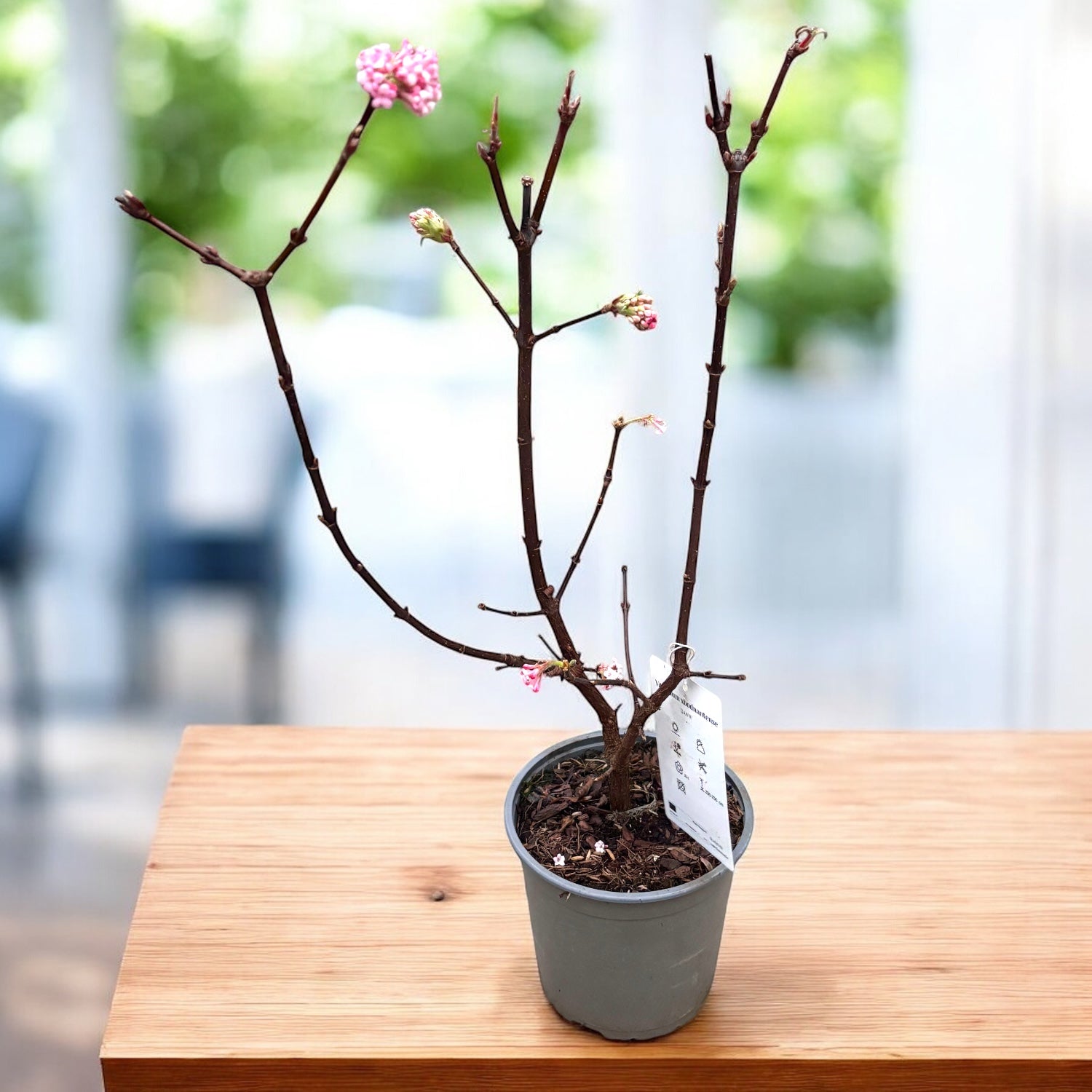Viburnum x bodnantense ‘Dawn’ – arbust ornamental cu inflorire parfumata in plina iarna