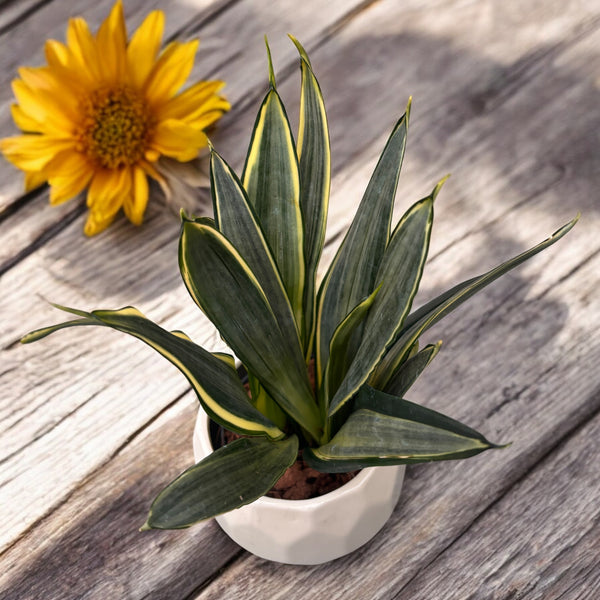 Sansevieria 'Silver Spears'