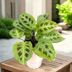 Maranta Leuconeura „Fantasy” 2 rośliny/doniczka