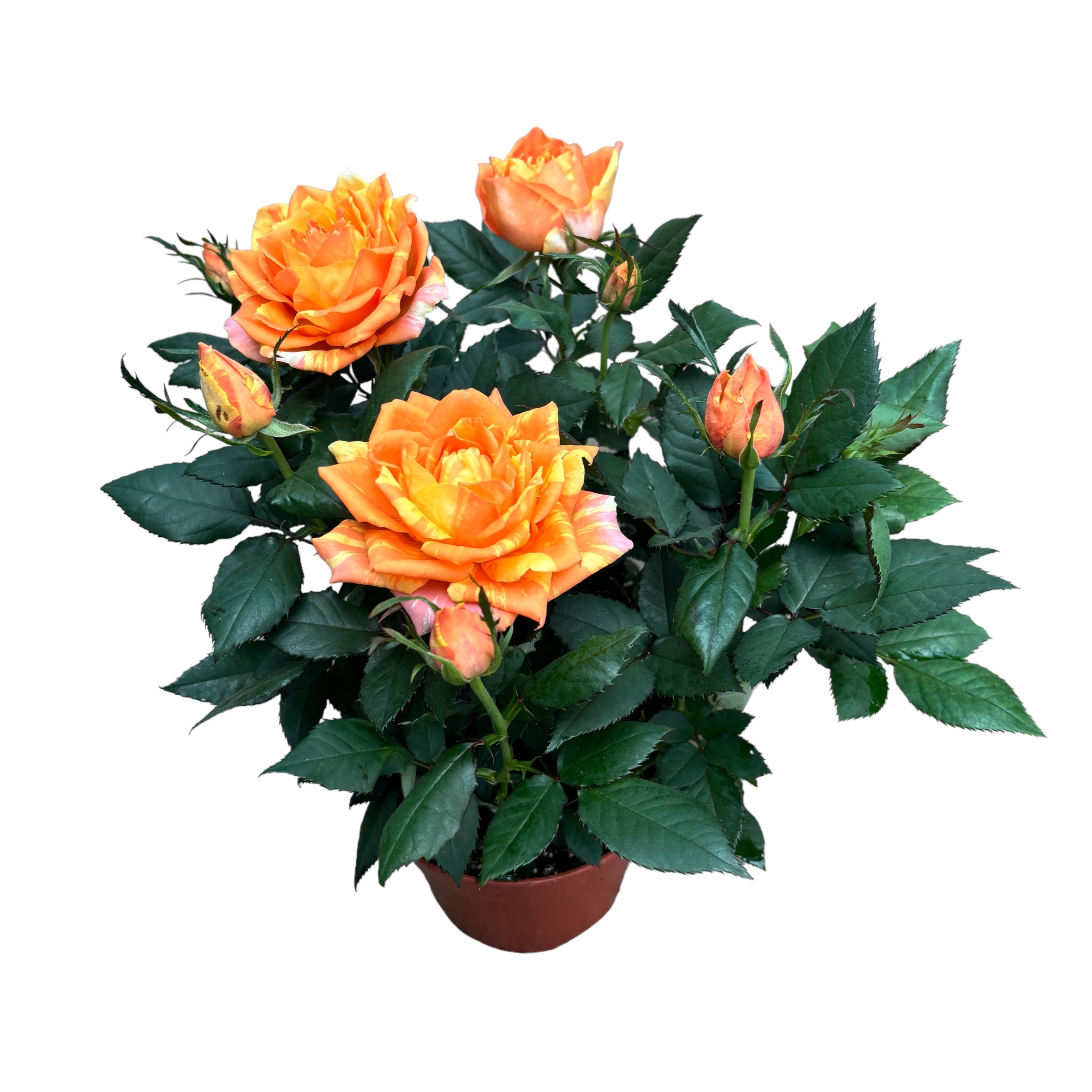 Rosa Kordana® Grande Maracuja - flori mari si parfumate