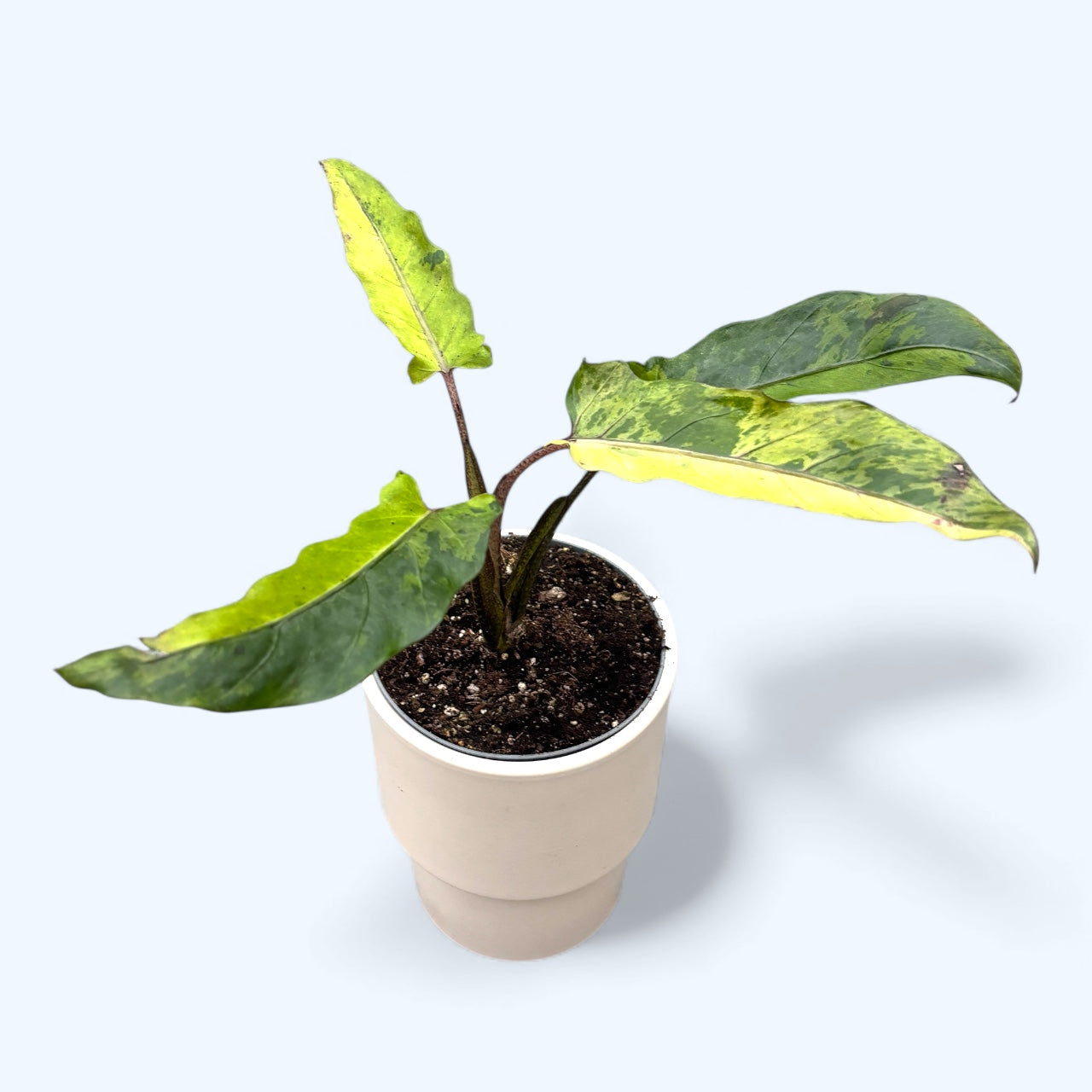 Alocasia lauterbachiana Variegata – frunzis lanceolat cu variegatie sp –  Secret Garden Plant Shop