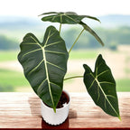 Alocasia Micholitziana 'Frydek'