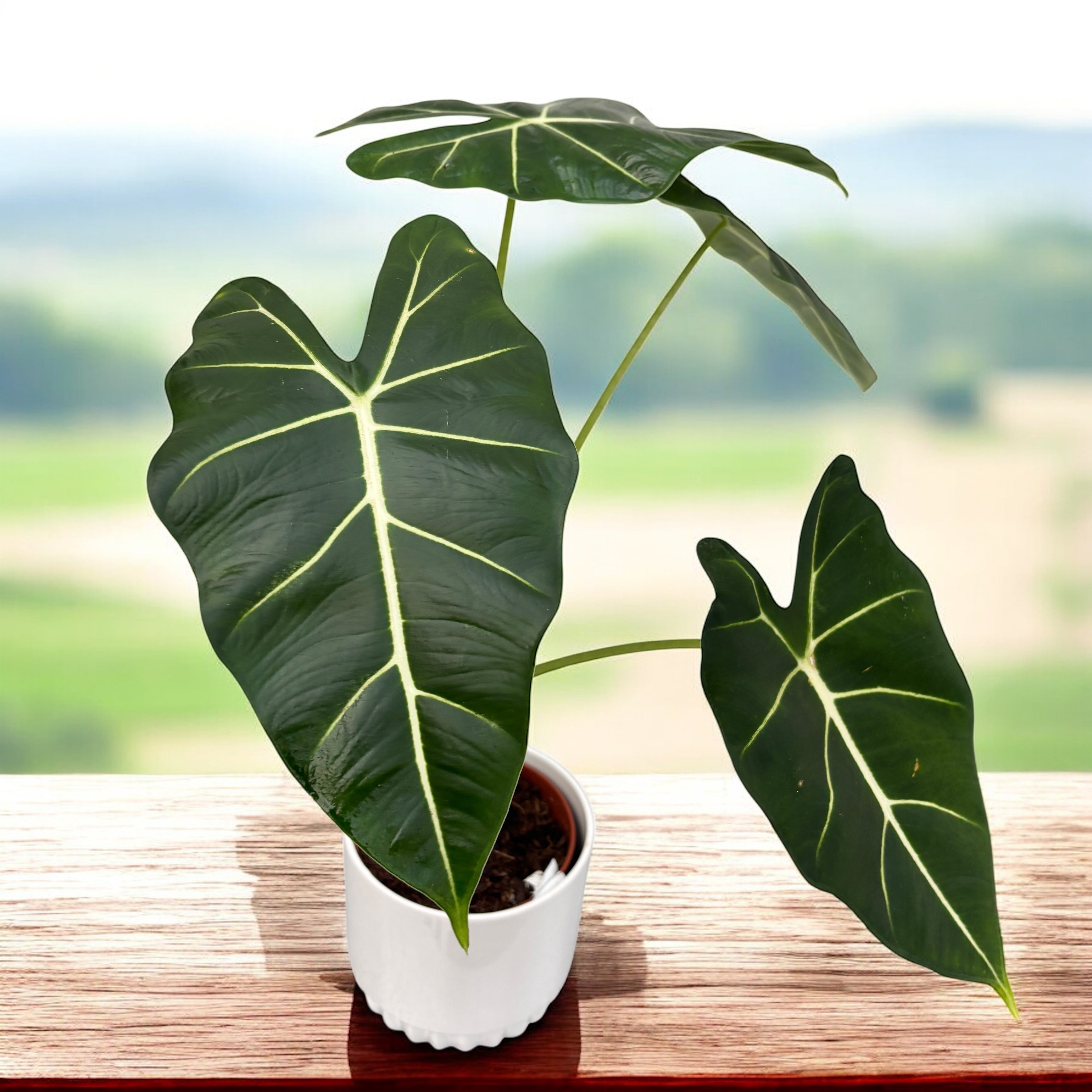 Alocasia Micholitziana 'Frydek'