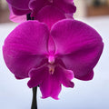Phalaenopsis 'Limited #106’ big lip