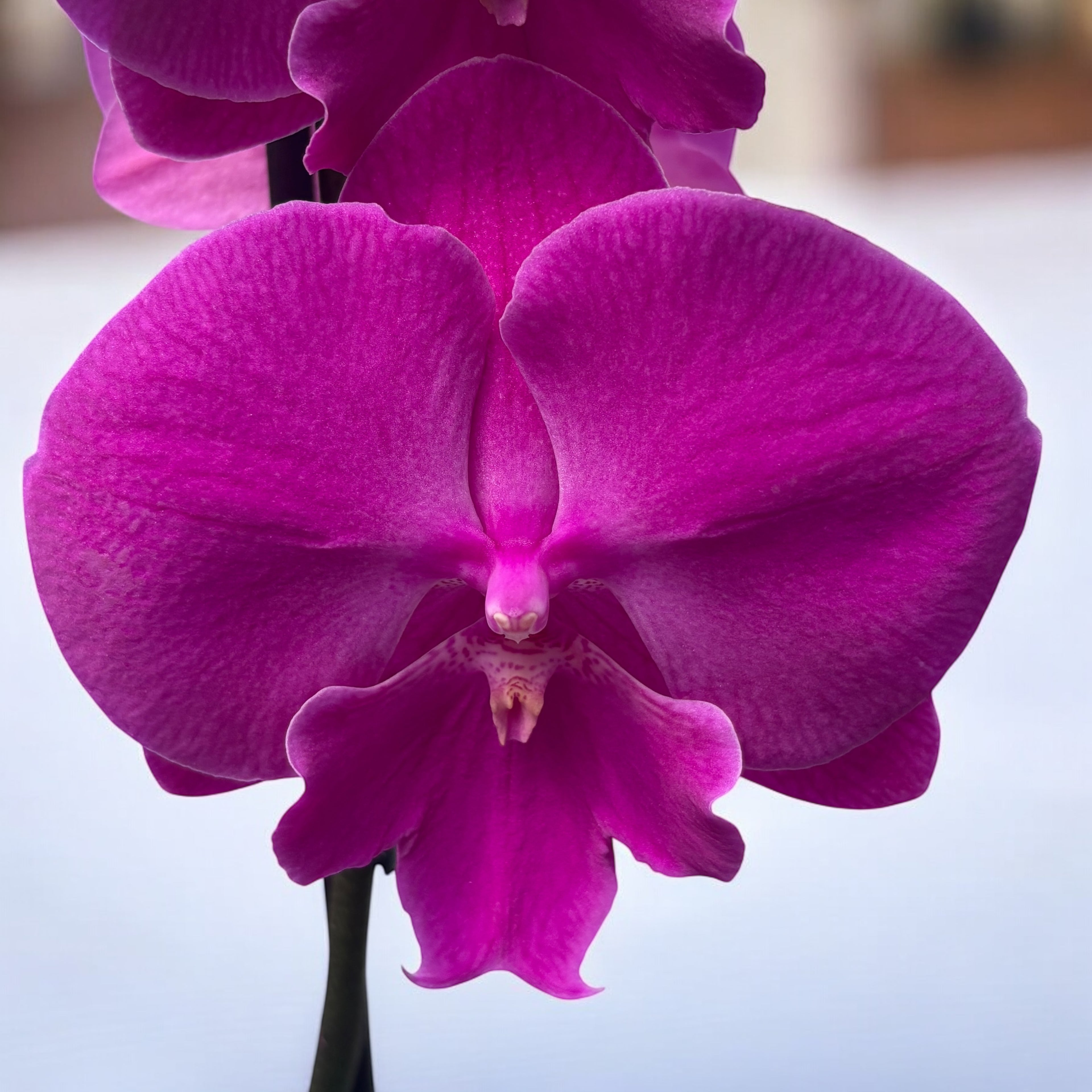 Phalaenopsis 'Limited #106' grande labbro