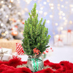 Естествена коледна елха, опакована за подарък с украса