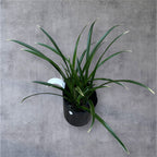 Cymbidium Golden Elf 'Variegata' (variegated leaves) - fragrant flowers