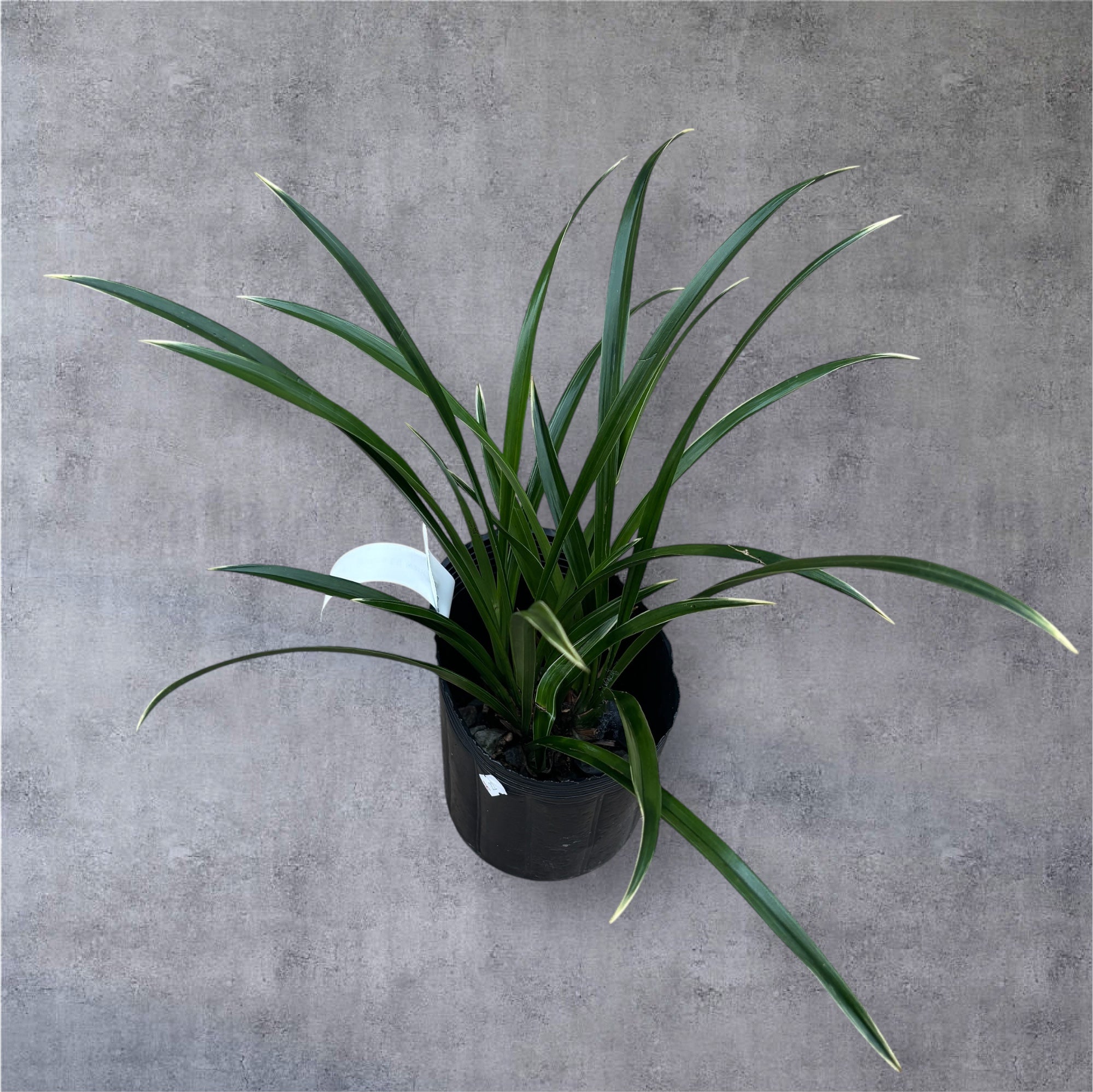 Cymbidium Golden Elf 'Variegata' (frunze variegate) - flori parfumate