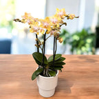 Phalaenopsis Bronze Buddha « Lemon » (Bolgheri Lemon) – orchidée aux fleurs parfumées aux nuances solaires