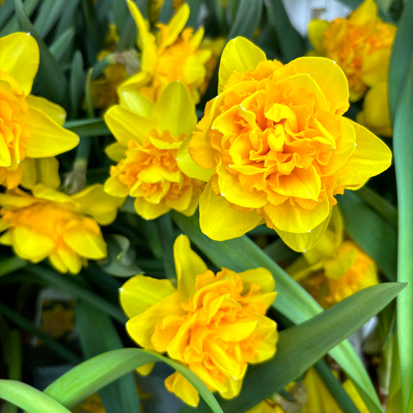 Gefüllte gelbe Narzissen, duftende Blüten, XL - Narzisse 'Sunday Star' (4 Zwiebeln/Topf)