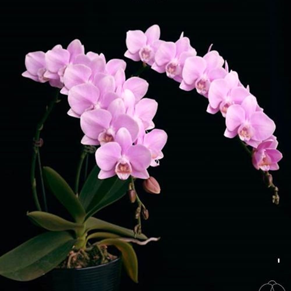 Phal. (amabilis × Wedding Promenade) × amabilis