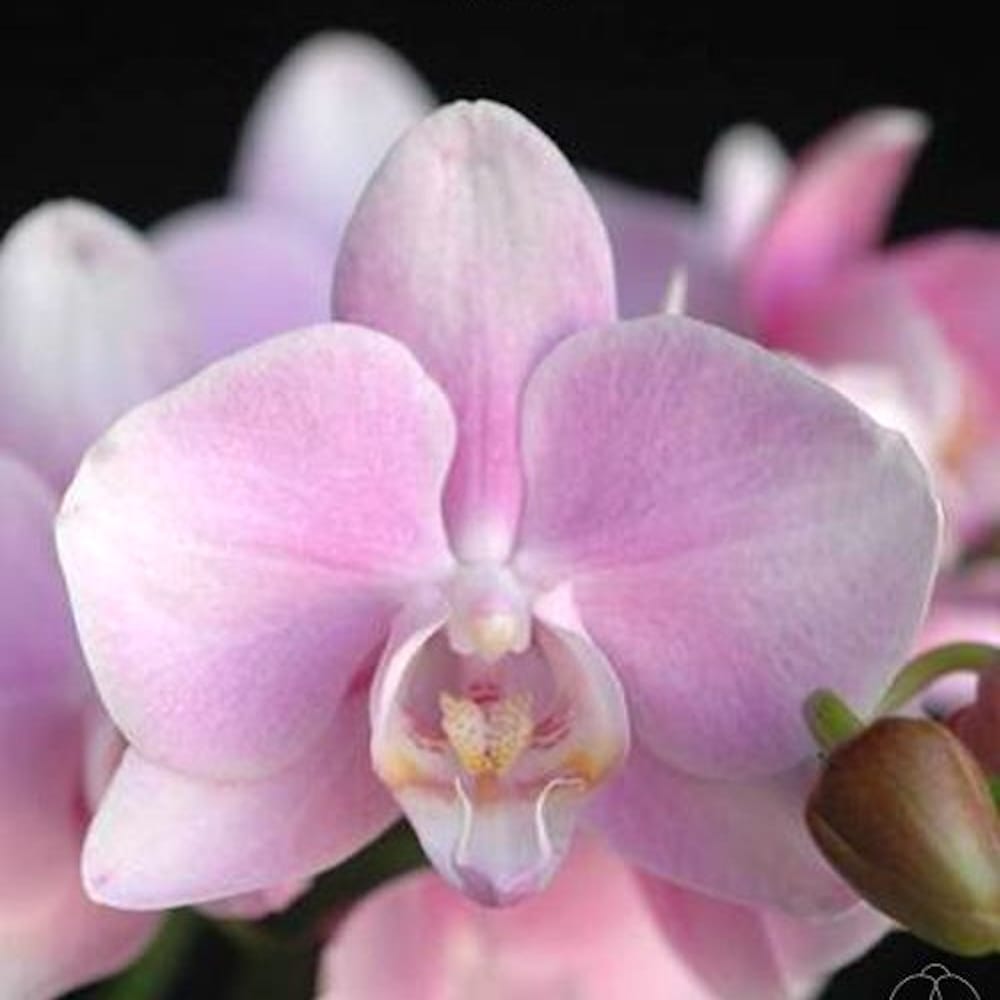 Phal. (amabilis × Wedding Promenade) × amabilis