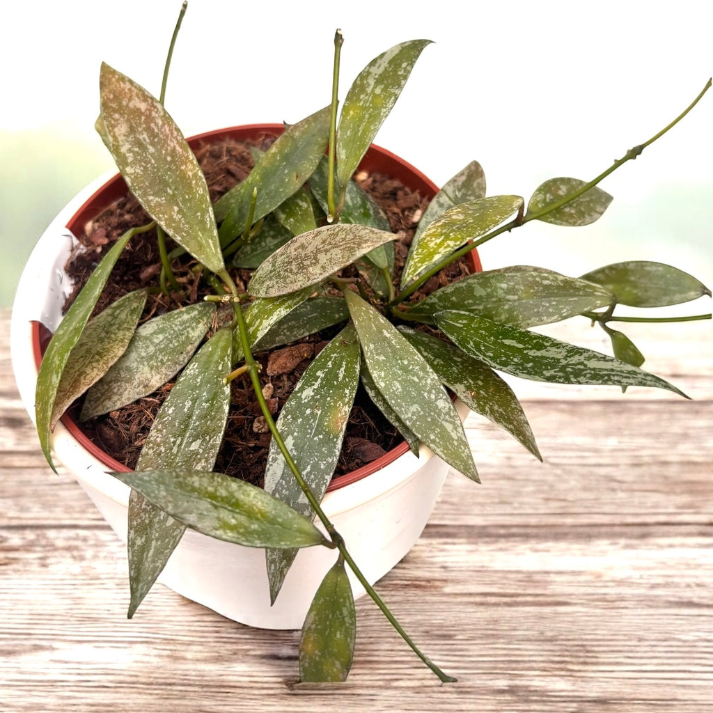 Hoya lacunosa 'Laos' - hoya parfumée, avec des fleurs délicates et un feuillage élégant