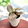 Episcia cupreata 'Tierra Plata'