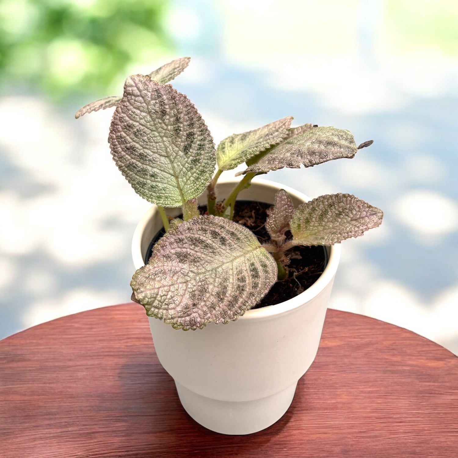 Episcia cupreata 'Tierra Plata'