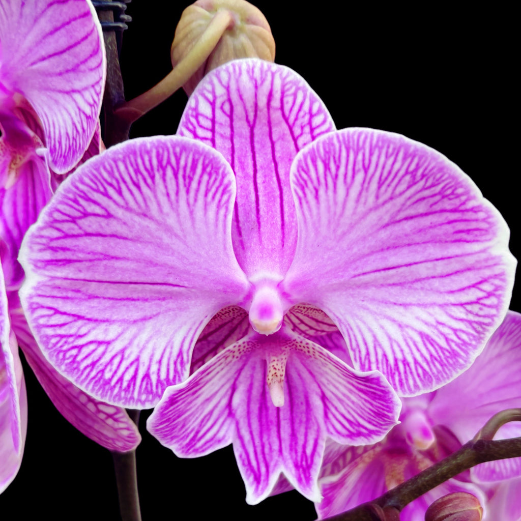 Phalaenopsis Manta Romblon velika ustnica