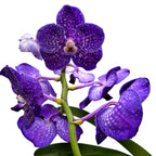Vanda Tweed Blue XXL 5p (Ansu)