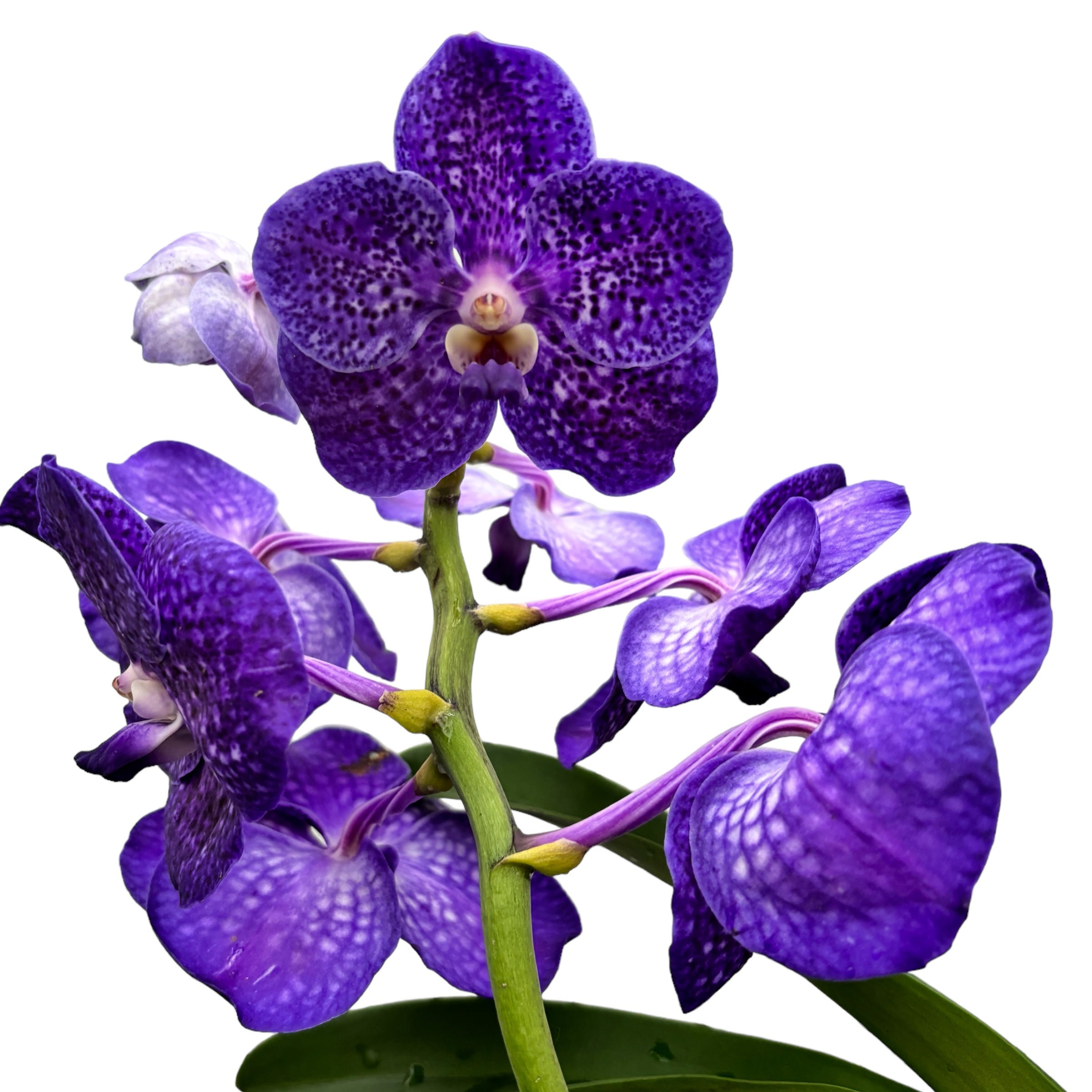 Vanda Tweed Blue XXL 5p (Ansu)