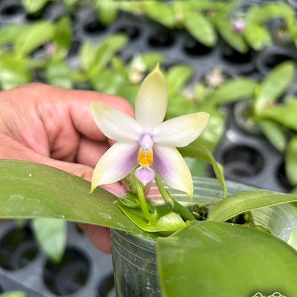 Phalaenopsis violacea 'Blau' × 'Pink'