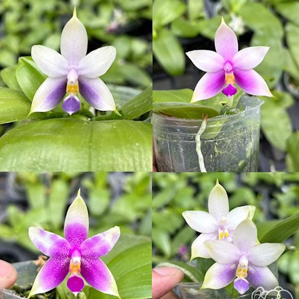 Phalaenopsis violacea 'Blau' × 'Rosa'