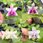 Phalaenopsis violacea 'Blau' × 'Pink'