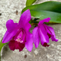 Cattleya #06